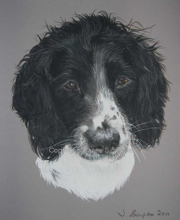 English Springer Spaniel pet portrait by Joanne Simpson